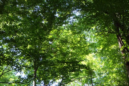 Nature forest leaves photo