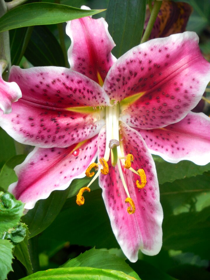 Plant asiatic nature