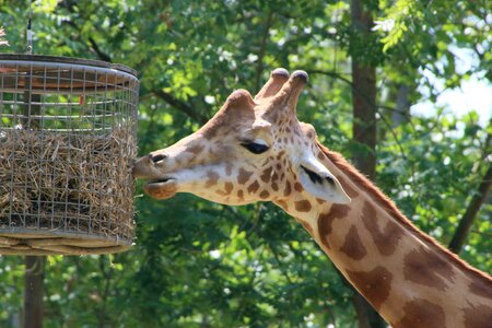 Planckendael giraffe zoo
