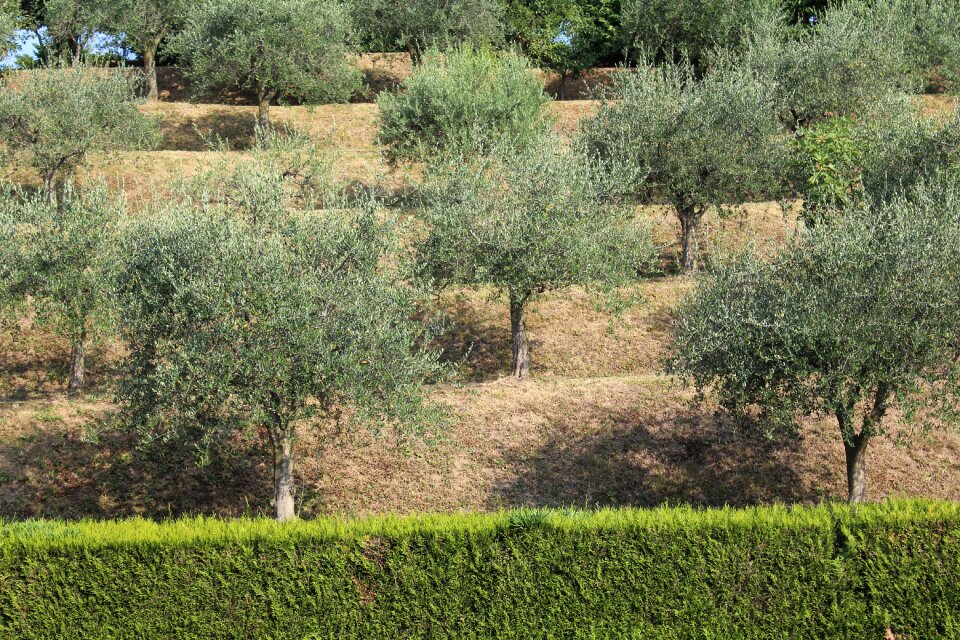Summer merate italy