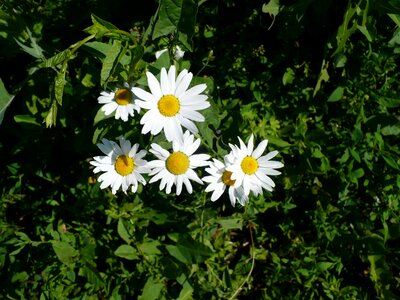 Summer flowers flower