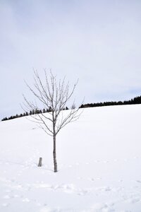 Forest landscape