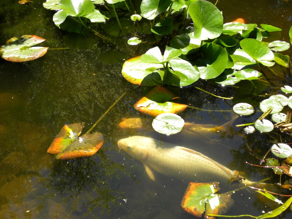 Carp swim water lily