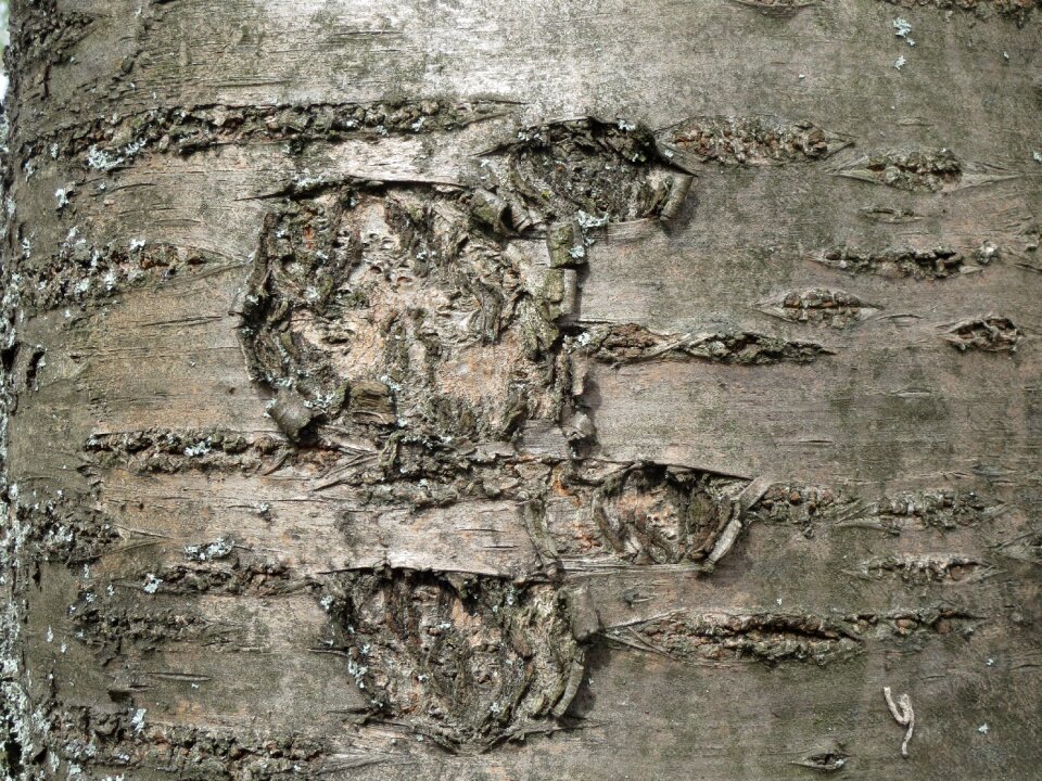 Oriental cherry east asian cherry bark photo