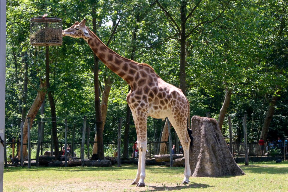 Planckendael giraffe zoo