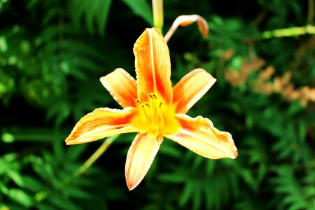 Toronto blooming nature