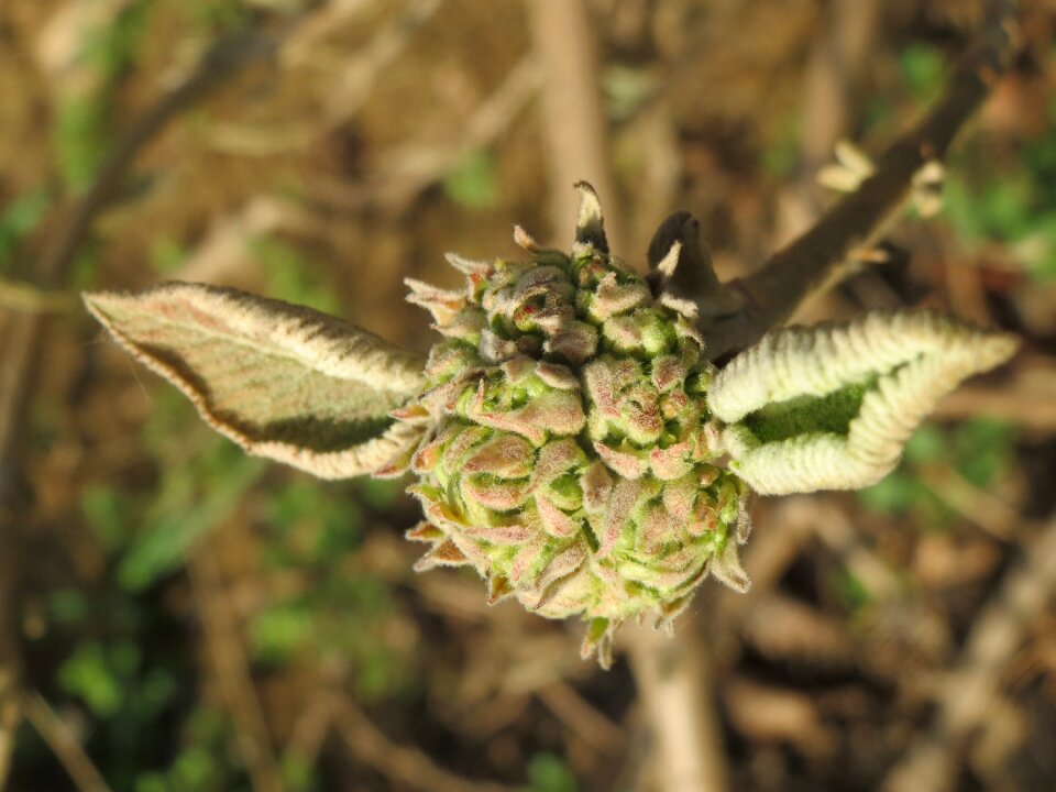 Tree shrub flora
