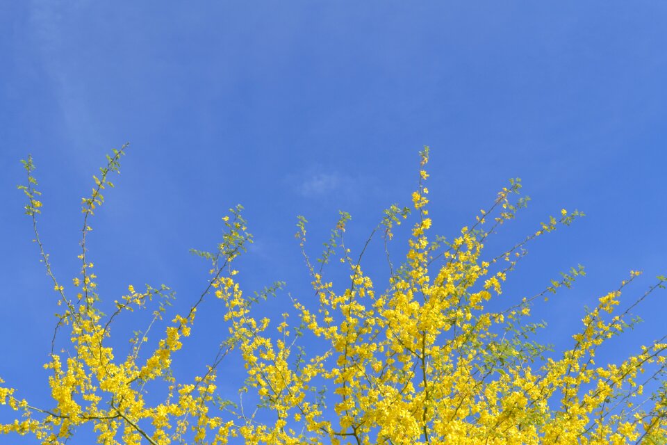 Nature summer sunny