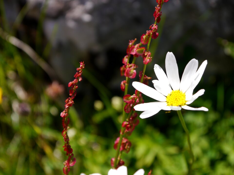Bloom nature plant