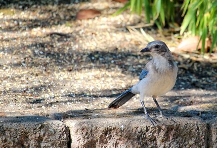 Nature birdwatching blue