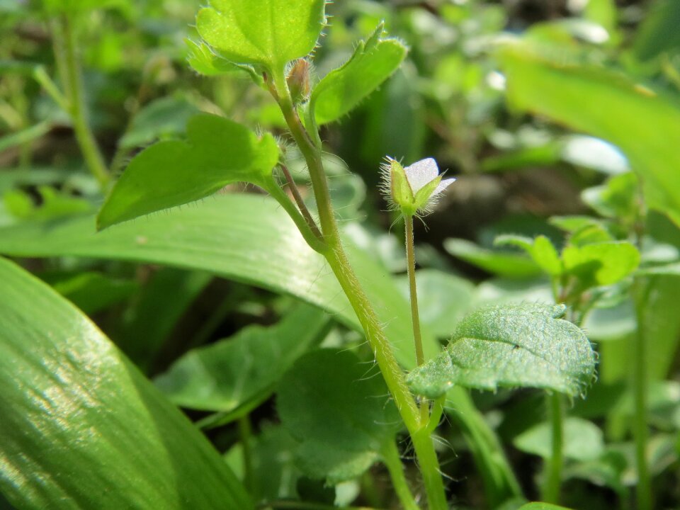 Flora botany inflorescence