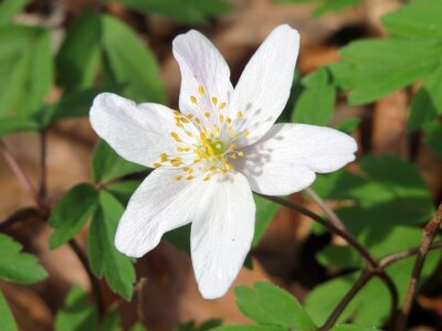 Thimbleweed smell fox wildflower photo