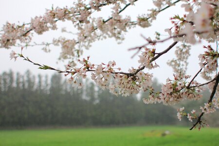 Sakura crush blue sky
