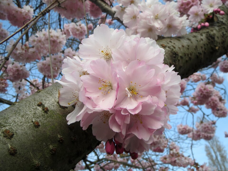 Oriental cherry east asian cherry inflorescence photo