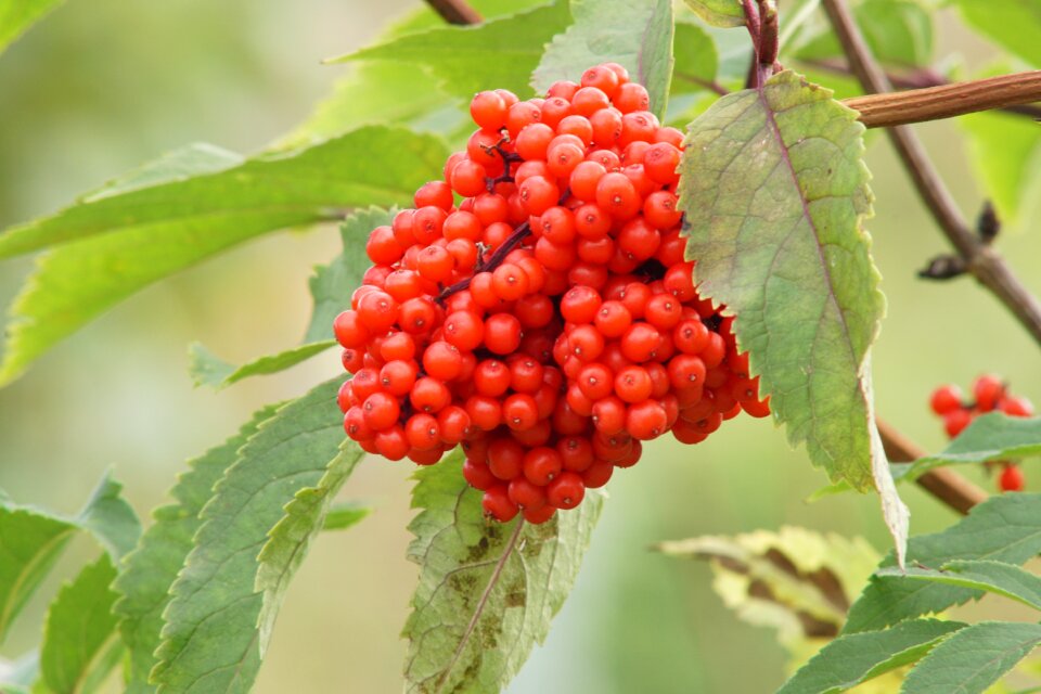 Red berries fruits