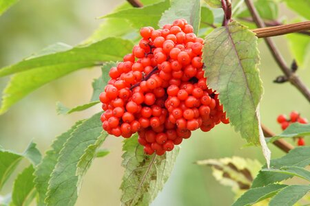 Red berries fruits