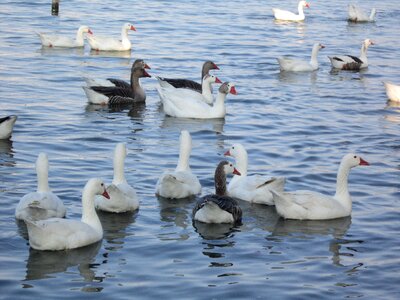 Flock nature