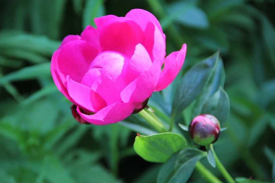 Blossom bloom peony