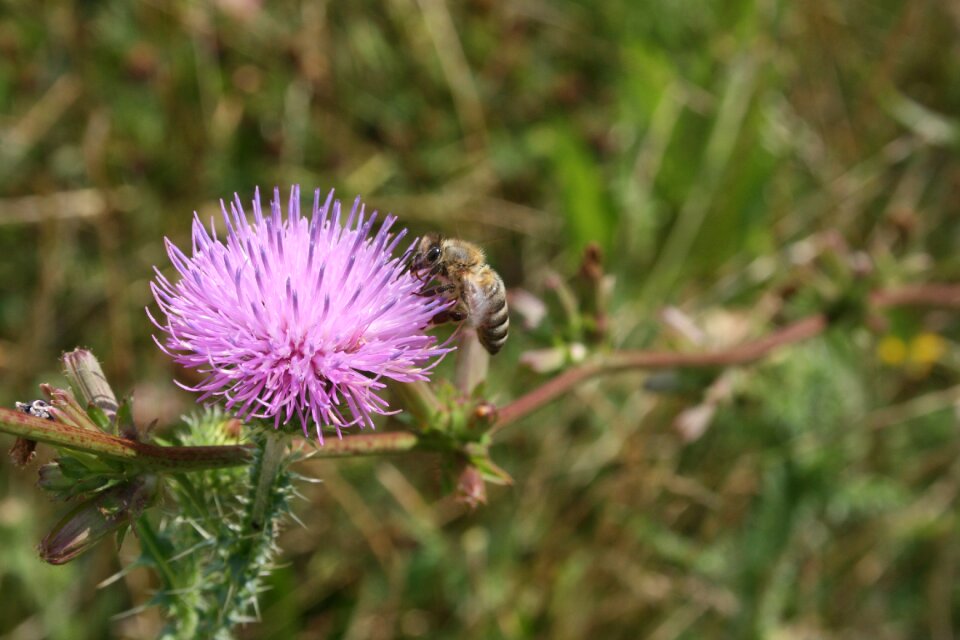 Insect pollen flower