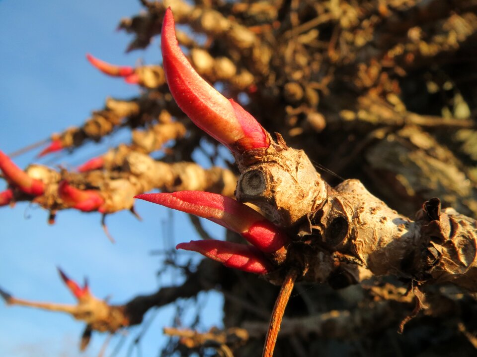 Five-leaved ivy five-finger bud