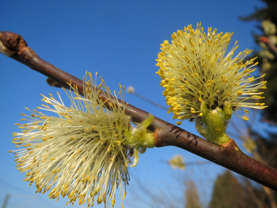 Great sallow catkins inflorescence