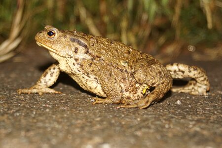 Amphibian nature frog