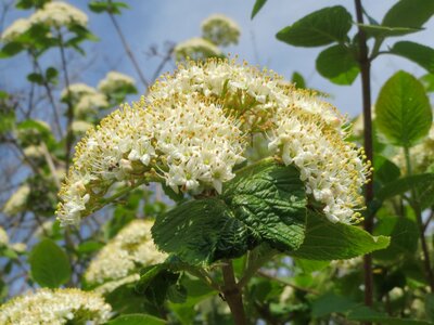Shrub tree flora