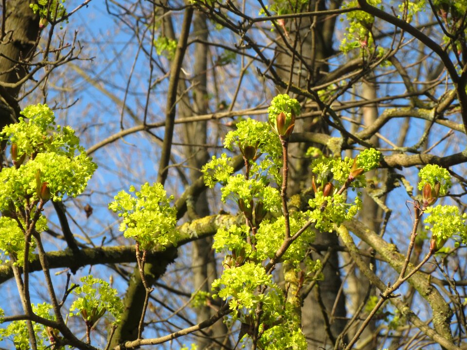 Inflorescence flora blossom