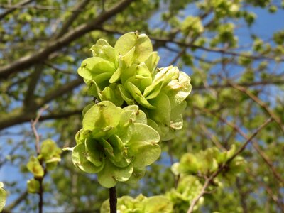 Flora tree botany