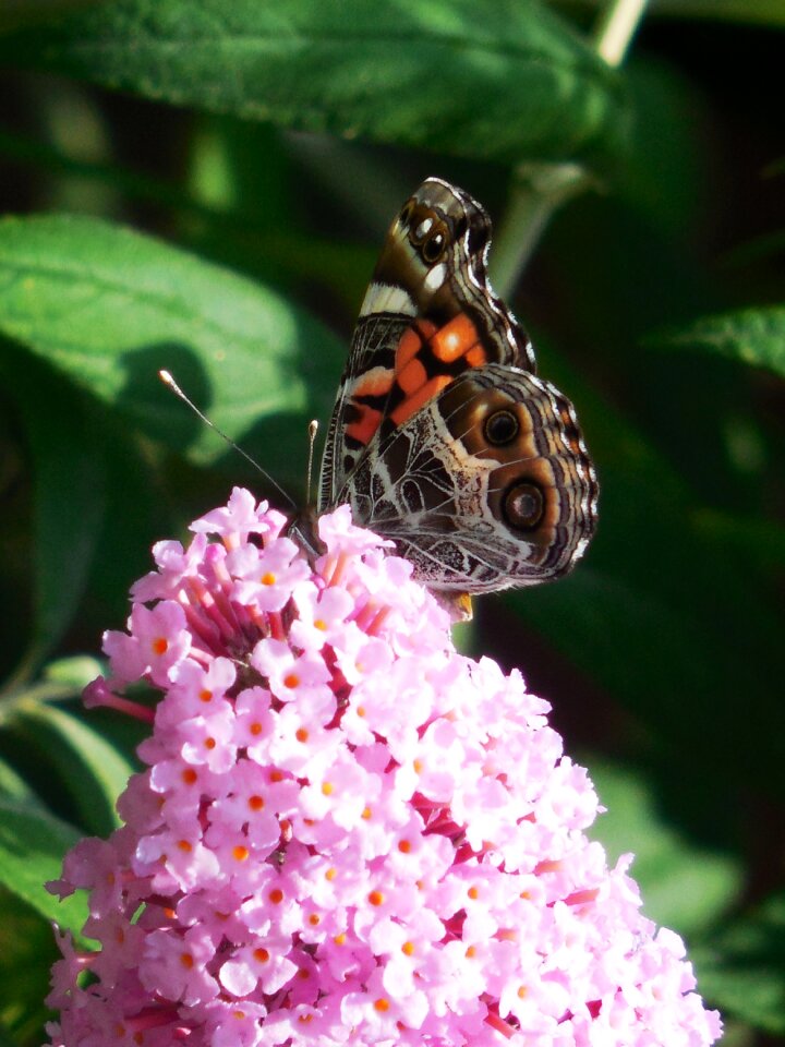 Colorful wing wildlife