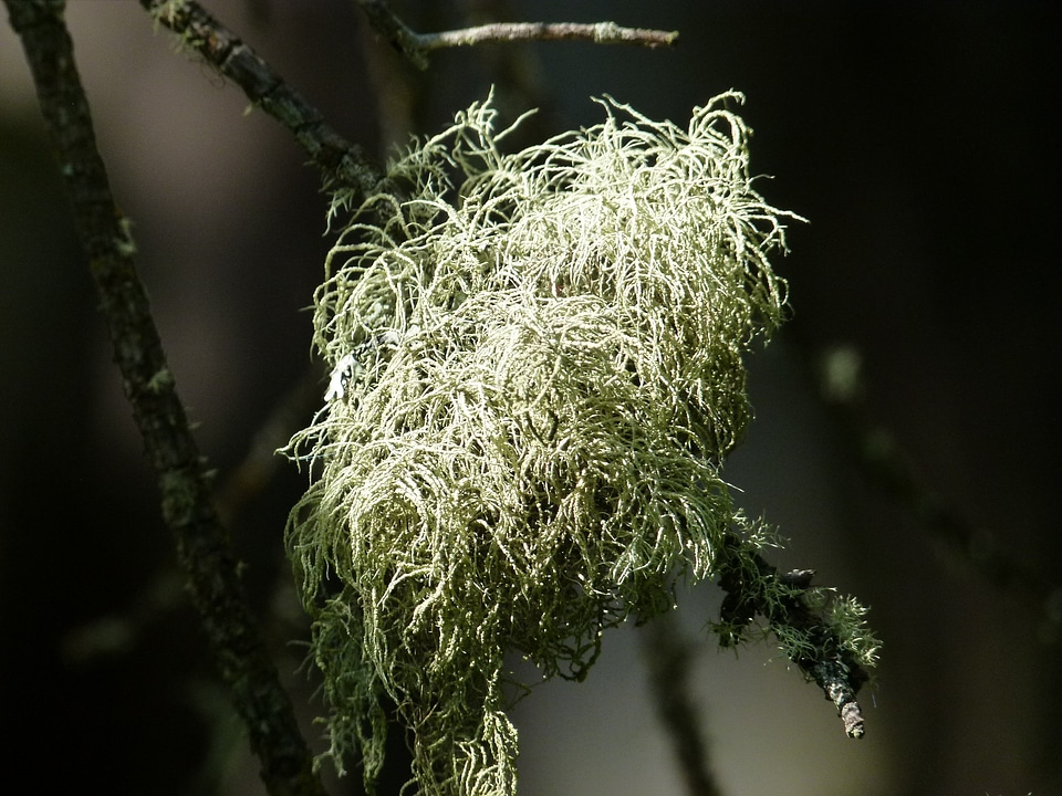 Tree organic agriculture