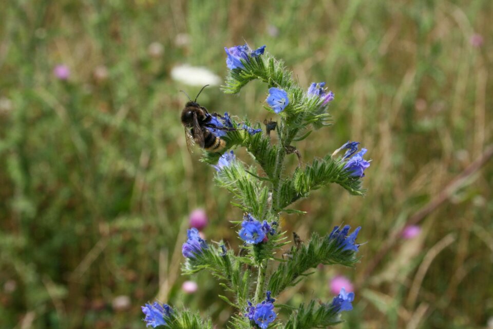 Close up garden flora photo