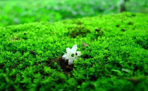 Garden white flower