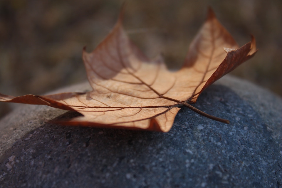 Leaves dry yellow photo