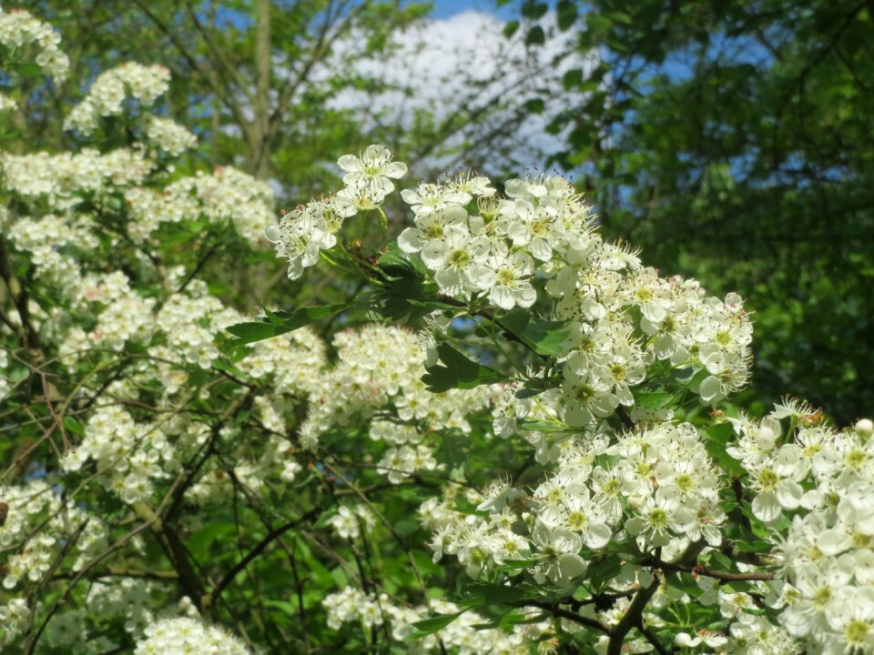 May mayblossom maythorn