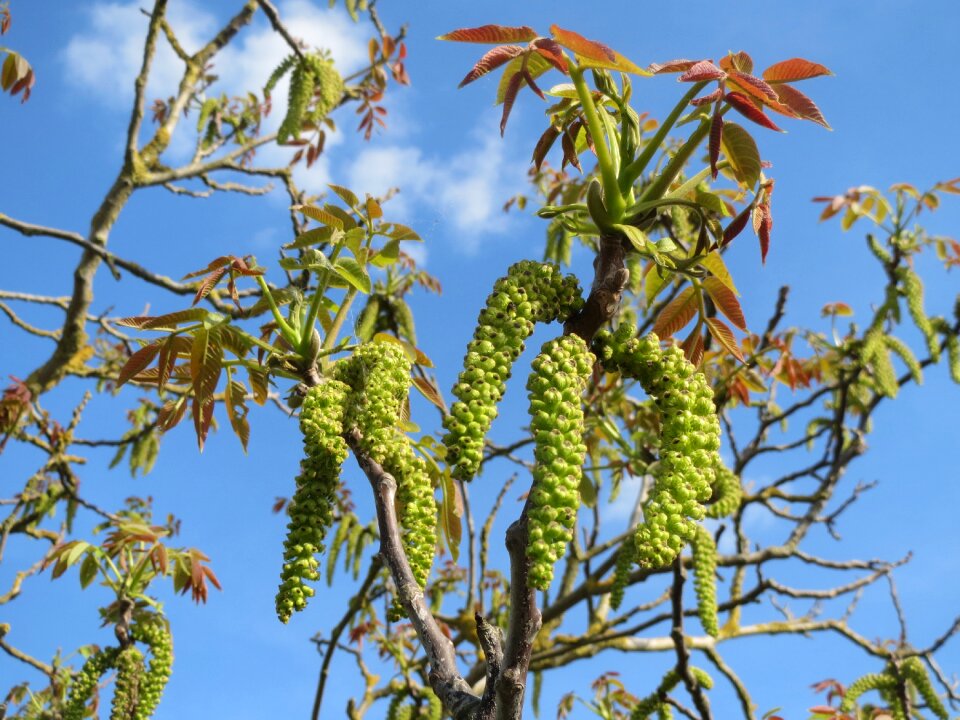 Common walnut catkins tree