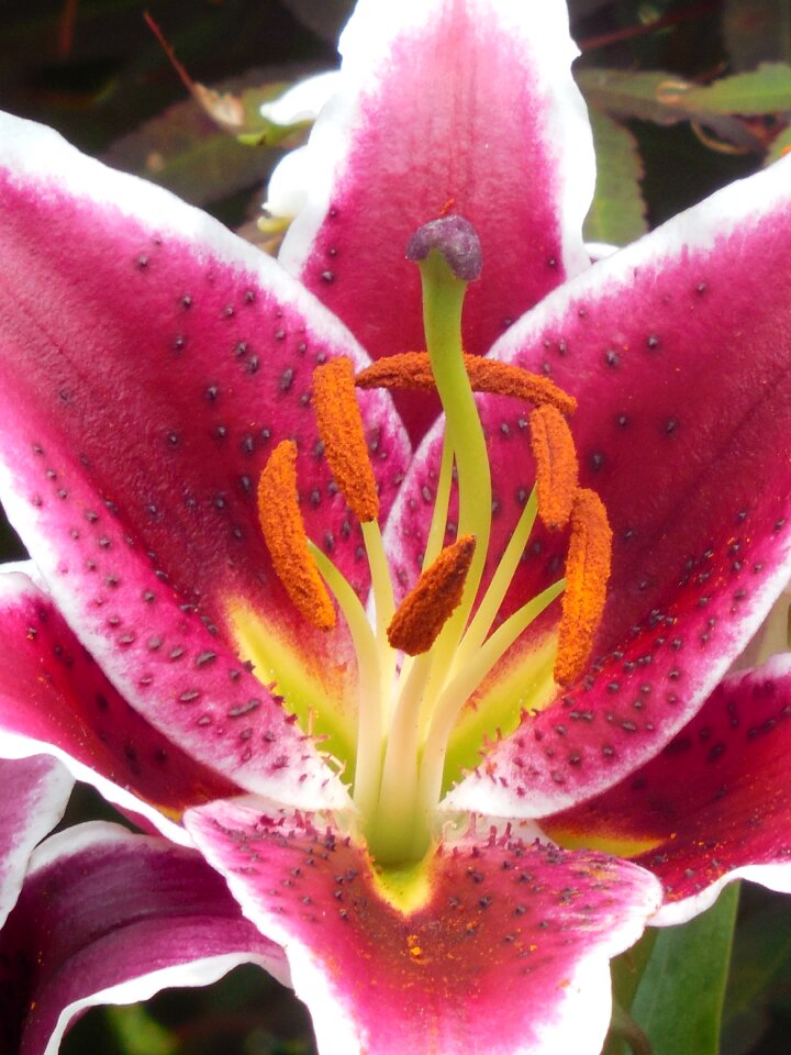 Plant asiatic nature