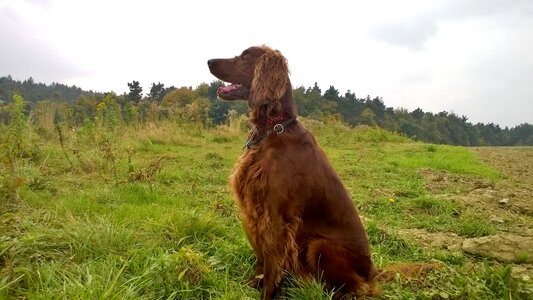 Nature irish setter animal