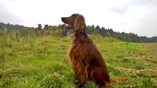 Nature irish setter animal photo