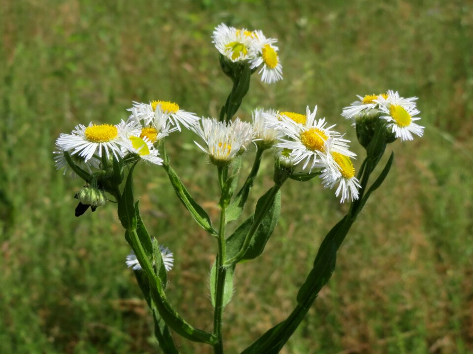 Eastern daisy fleabane wildflower flora