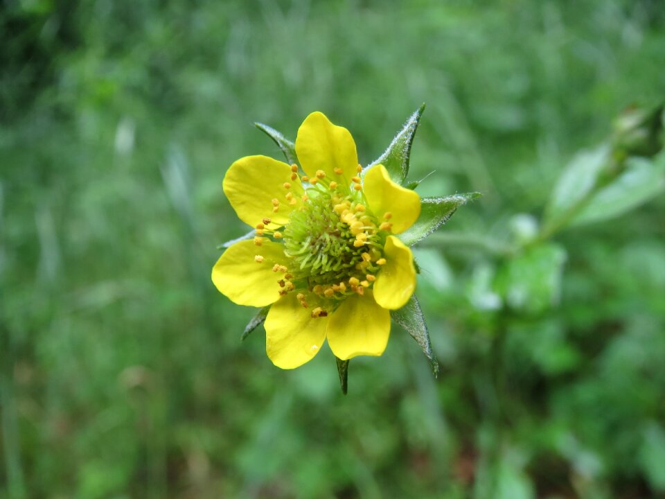 Colewort st benedict's herb wildflower