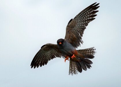 Red footed falcon feathers