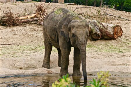 Planckendael elephant drink