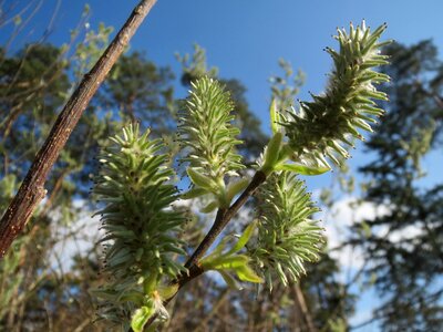 Great sallow catkins tree