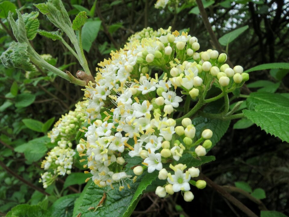 Shrub tree inflorescence