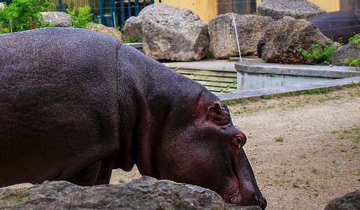 Animal creature zoo