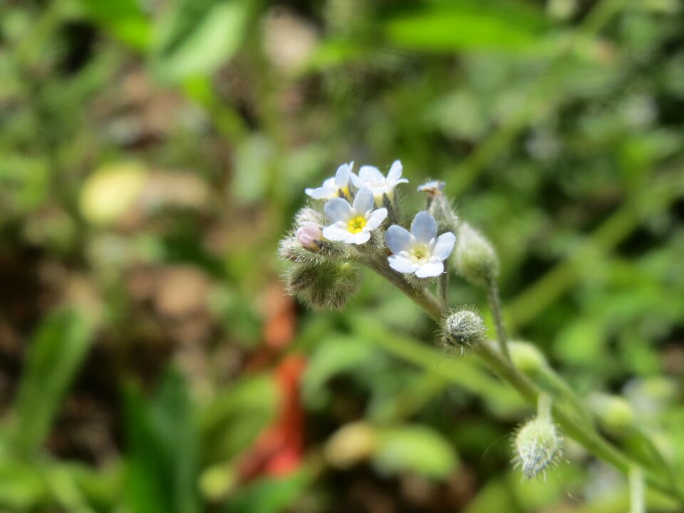 Flora botany blossom
