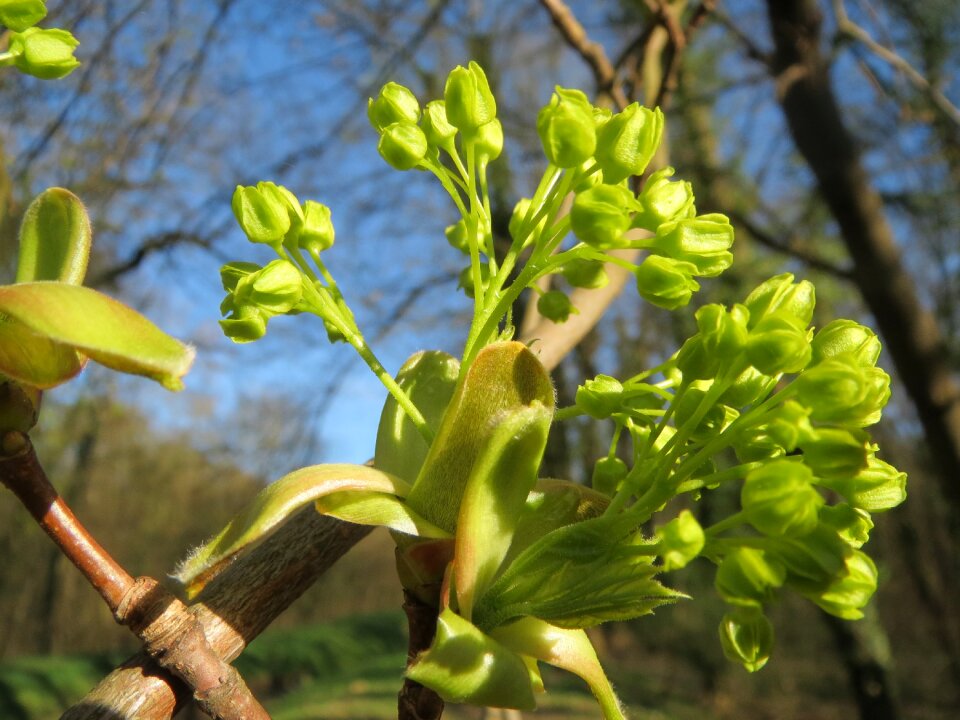 Inflorescence macro flora