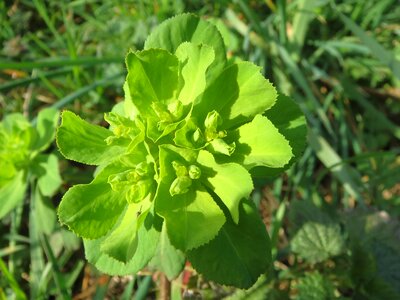 Flora botany plant