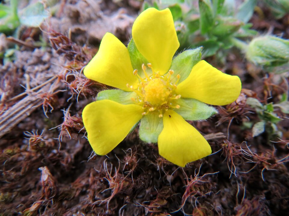 Wildflower blossom macro